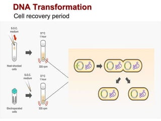 DNA Transformation
Cell recovery period
 