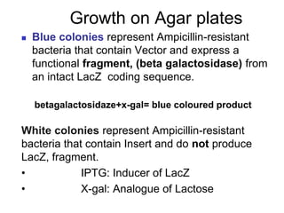 Growth on Agar plates
 Blue colonies represent Ampicillin-resistant
bacteria that contain Vector and express a
functional fragment, (beta galactosidase) from
an intact LacZ coding sequence.
betagalactosidaze+x-gal= blue coloured product
White colonies represent Ampicillin-resistant
bacteria that contain Insert and do not produce
LacZ, fragment.
• IPTG: Inducer of LacZ
• X-gal: Analogue of Lactose
 