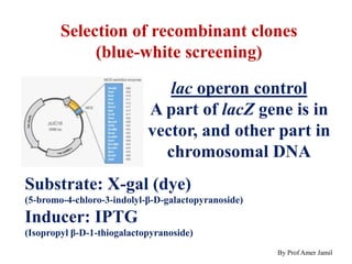 Selection of recombinant clones
(blue-white screening)
lac operon control
A part of lacZ gene is in
vector, and other part in
chromosomal DNA
Substrate: X-gal (dye)
(5-bromo-4-chloro-3-indolyl-β-D-galactopyranoside)
Inducer: IPTG
(Isopropyl β-D-1-thiogalactopyranoside)
By Prof Amer Jamil
 