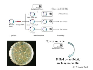 Killed by antibiotic
such as ampicillin
No vector in cell
By Prof Amer Jamil
 