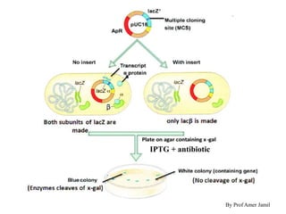 By Prof Amer Jamil
IPTG + antibiotic
By Prof Amer Jamil
 