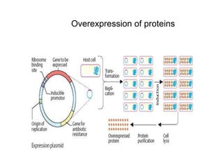 Overexpression of proteins
 