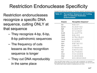 4-7
Restriction Endonuclease Specificity
Restriction endonucleases
recognize a specific DNA
sequence, cutting ONLY at
that sequence
– They recognize 4-bp, 6-bp,
8-bp palindromic sequences
– The frequency of cuts
lessens as the recognition
sequence is longer
– They cut DNA reproducibly
in the same place
 