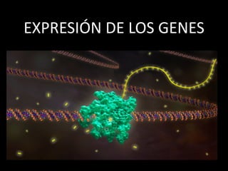 EXPRESIÓN DE LOS GENES
 
