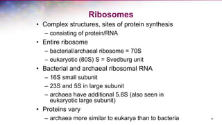 14
Ribosomes
• Complex structures, sites of protein synthesis
– consisting of protein/RNA
• Entire ribosome
– bacterial/archaeal ribosome = 70S
– eukaryotic (80S) S = Svedburg unit
• Bacterial and archaeal ribosomal RNA
– 16S small subunit
– 23S and 5S in large subunit
– archaea have additional 5.8S (also seen in
eukaryotic large subunit)
• Proteins vary
– archaea more similar to eukarya than to bacteria
 