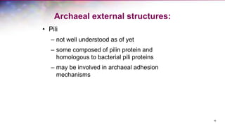Archaeal external structures:
• Pili
– not well understood as of yet
– some composed of pilin protein and
homologous to bacterial pili proteins
– may be involved in archaeal adhesion
mechanisms
16
 