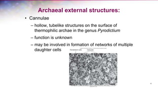 Archaeal external structures:
• Cannulae
– hollow, tubelike structures on the surface of
thermophilic archae in the genus Pyrodictium
– function is unknown
– may be involved in formation of networks of multiple
daughter cells
17
 