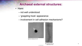 Archaeal external structures:
• Hami
– not well understood
– ‘grappling hook’ appearance
– involvement in cell adhesion mechanisms?
18
 