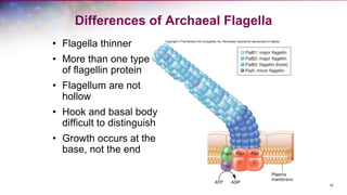 19
Differences of Archaeal Flagella
• Flagella thinner
• More than one type
of flagellin protein
• Flagellum are not
hollow
• Hook and basal body
difficult to distinguish
• Growth occurs at the
base, not the end
 