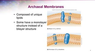 8
Archaeal Membranes
• Composed of unique
lipids
• Some have a monolayer
structure instead of a
bilayer structure
 