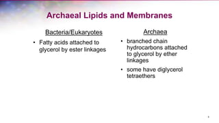 9
Archaea
• branched chain
hydrocarbons attached
to glycerol by ether
linkages
• some have diglycerol
tetraethers
Archaeal Lipids and Membranes
Bacteria/Eukaryotes
• Fatty acids attached to
glycerol by ester linkages
 
