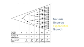 Bacteria
Undergo
Exponential
Growth
 