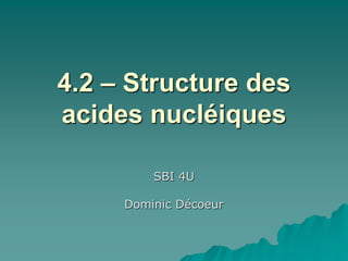 4.2 – Structure des
acides nucléiques
SBI 4U
Dominic Décoeur
 