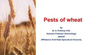 Pests of wheat
By
Dr. U. Pirithiraj, P.hD.
Assistant Professor (Entomology)
JSACAT
Affiliated to Tamil Nadu Agricultural University
 