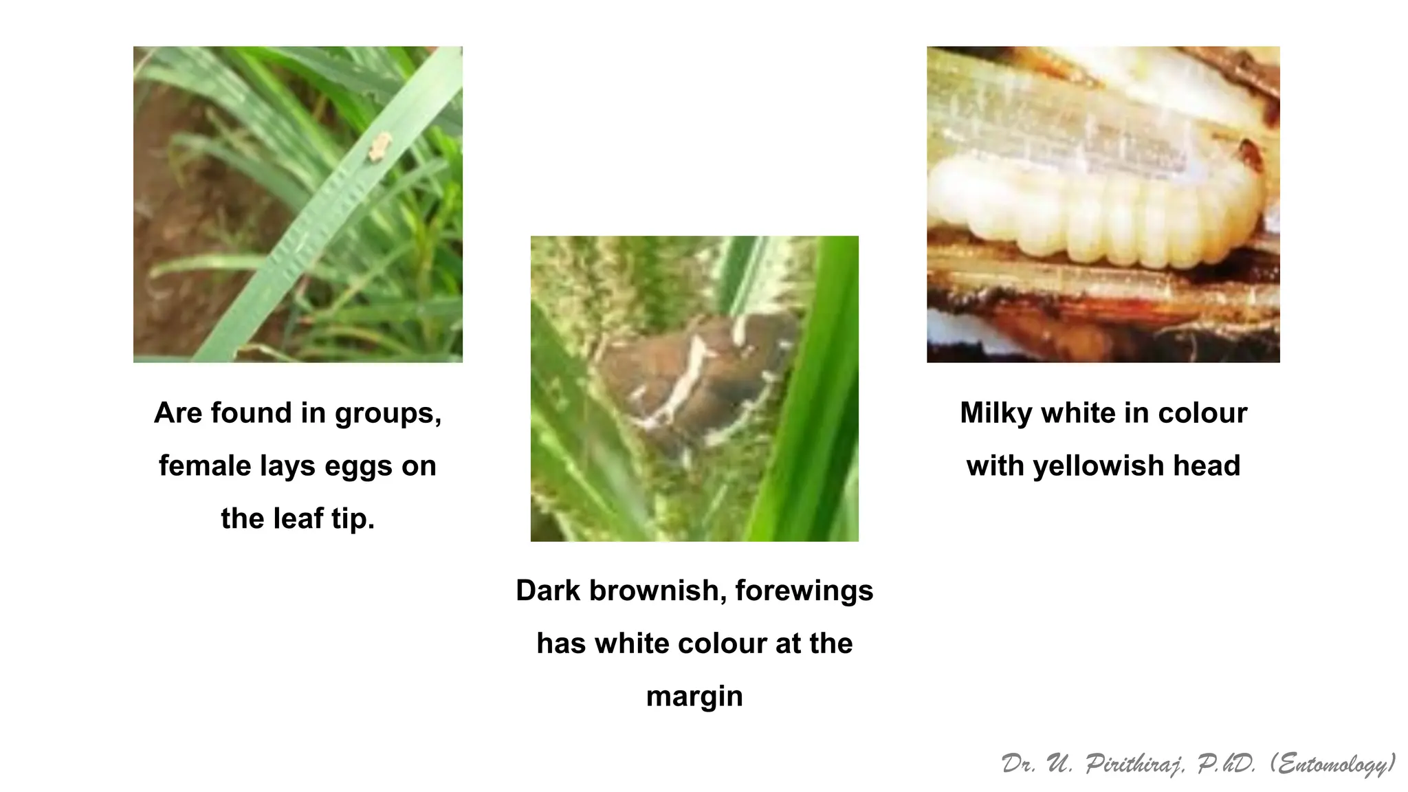 Pests of ragi_Identification, Binomics_Dr.UPR