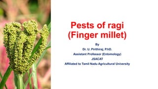 Pests of ragi
(Finger millet)
By
Dr. U. Pirithiraj, P.hD.
Assistant Professor (Entomology)
JSACAT
Affiliated to Tamil Nadu Agricultural University
 