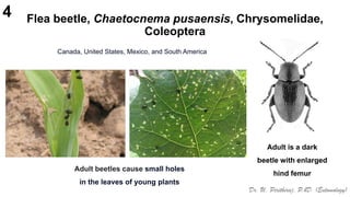 Pests of ragi_Identification, Binomics_Dr.UPR