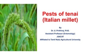 Pests of tenai
(Italian millet)
By
Dr. U. Pirithiraj, P.hD.
Assistant Professor (Entomology)
JSACAT
Affiliated to Tamil Nadu Agricultural University
 