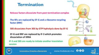 4. Translation in Prokaryotes and Eukaryotes.pdf