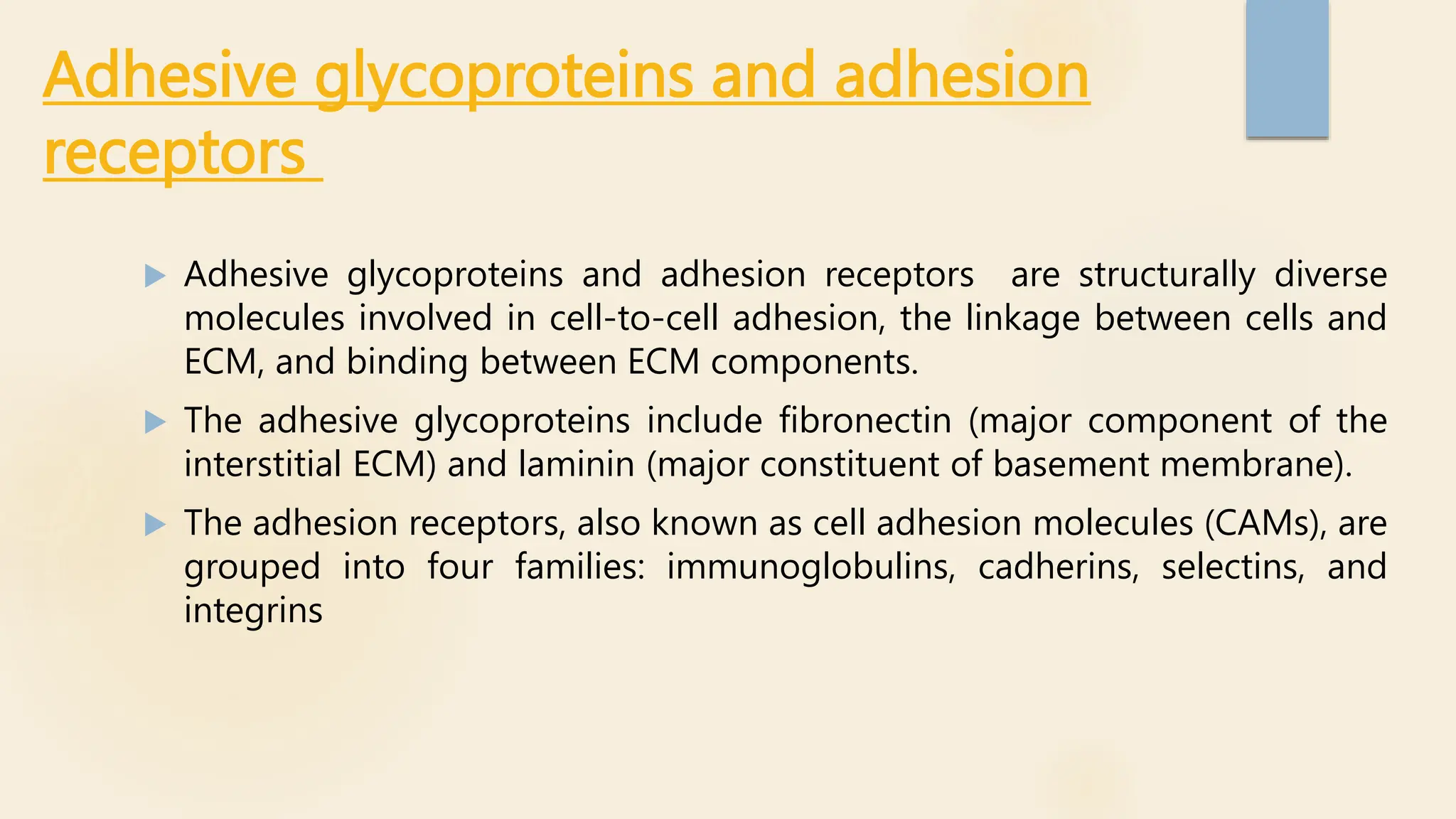 Adhesive glycoproteins and adhesion
receptors
 Adhesive glycoproteins and adhesion receptors are structurally diverse
molecules involved in cell-to-cell adhesion, the linkage between cells and
ECM, and binding between ECM components.
 The adhesive glycoproteins include fibronectin (major component of the
interstitial ECM) and laminin (major constituent of basement membrane).
 The adhesion receptors, also known as cell adhesion molecules (CAMs), are
grouped into four families: immunoglobulins, cadherins, selectins, and
integrins
 