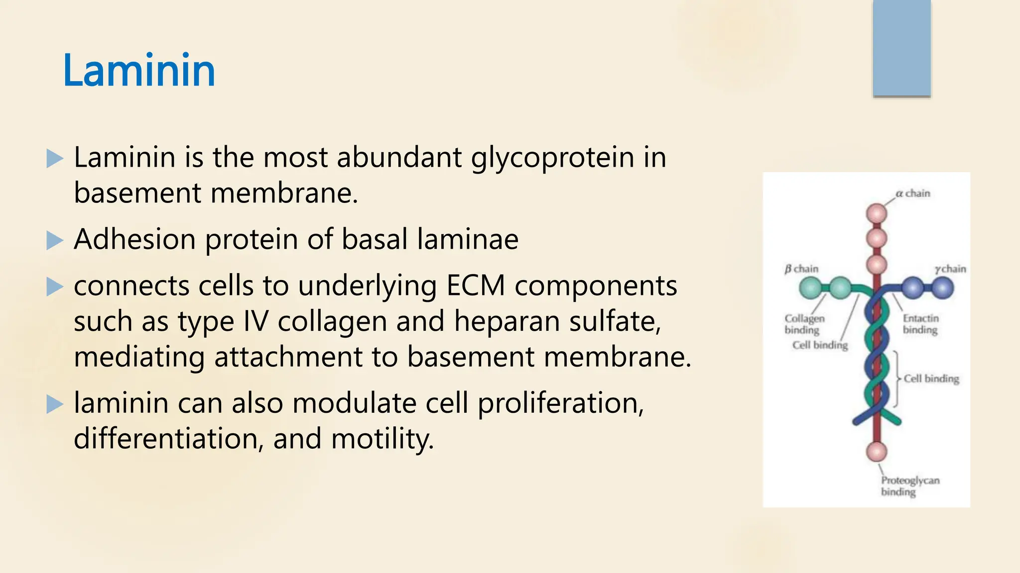 Laminin
 Laminin is the most abundant glycoprotein in
basement membrane.
 Adhesion protein of basal laminae
 connects cells to underlying ECM components
such as type IV collagen and heparan sulfate,
mediating attachment to basement membrane.
 laminin can also modulate cell proliferation,
differentiation, and motility.
 