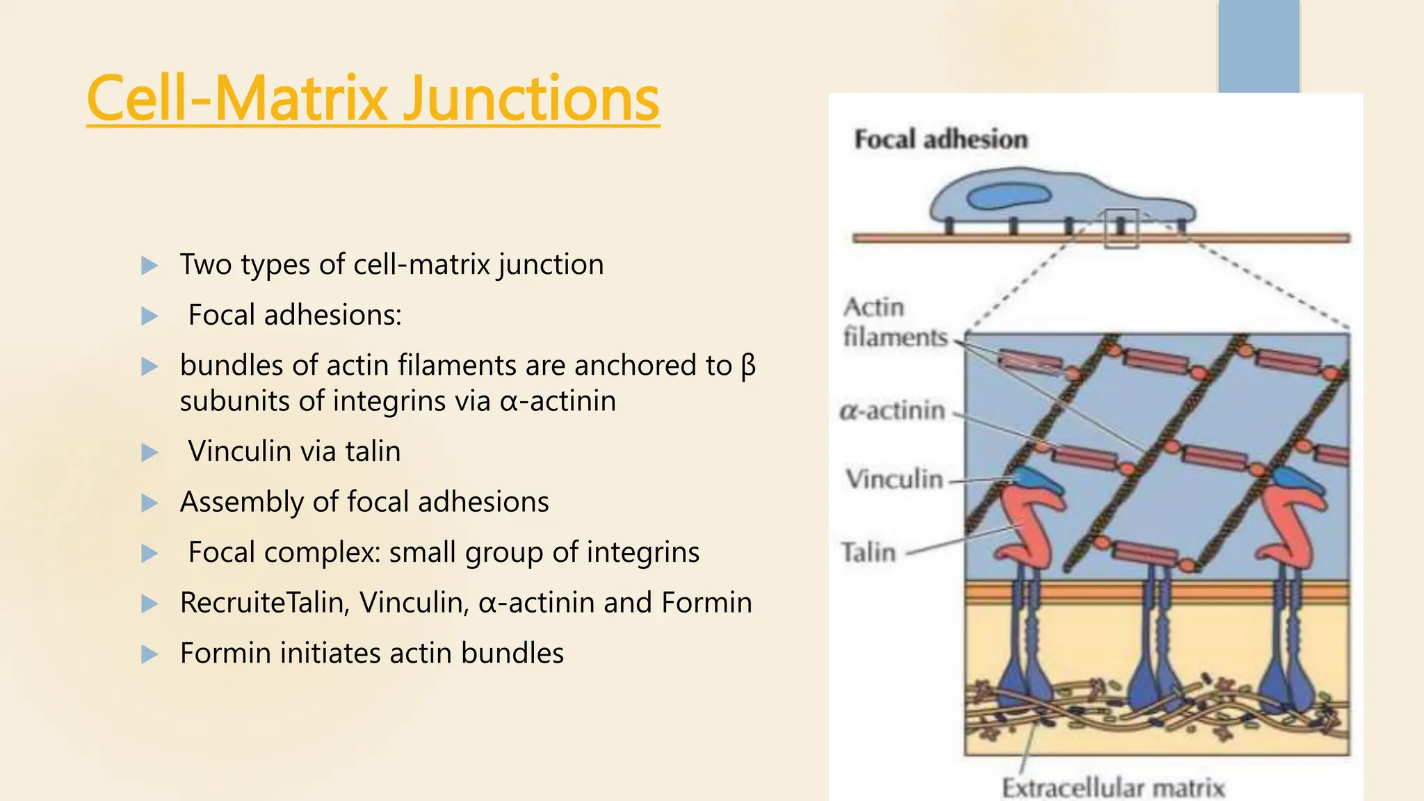 Cell-Matrix Junctions
 Two types of cell-matrix junction
 Focal adhesions:
 bundles of actin filaments are anchored to β
subunits of integrins via α-actinin
 Vinculin via talin
 Assembly of focal adhesions
 Focal complex: small group of integrins
 RecruiteTalin, Vinculin, α-actinin and Formin
 Formin initiates actin bundles
 