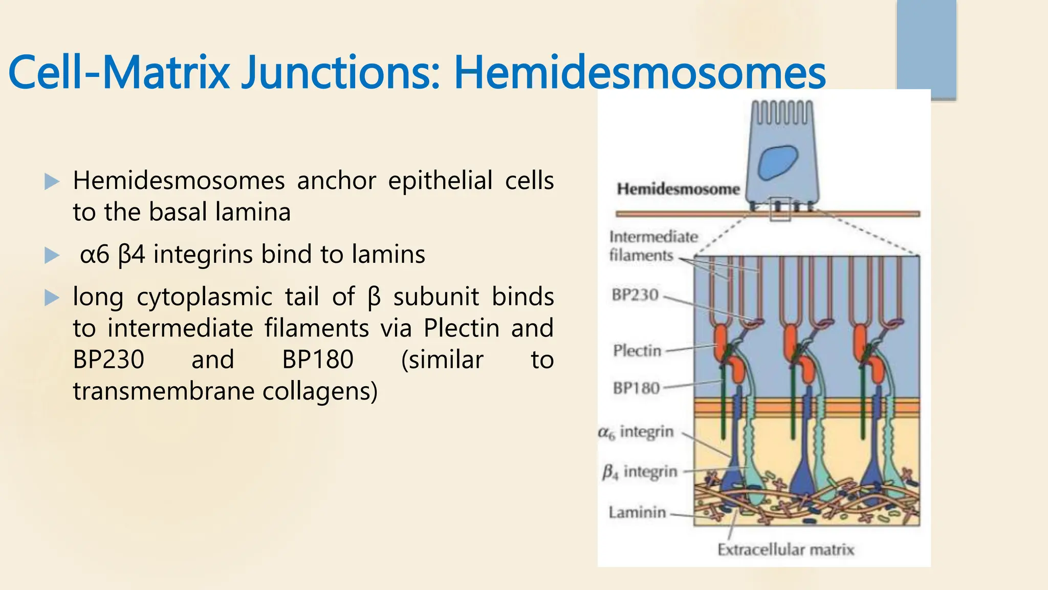 Cell-Matrix Junctions: Hemidesmosomes
 Hemidesmosomes anchor epithelial cells
to the basal lamina
 α6 β4 integrins bind to lamins
 long cytoplasmic tail of β subunit binds
to intermediate filaments via Plectin and
BP230 and BP180 (similar to
transmembrane collagens)
 