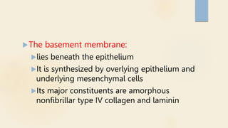 The basement membrane:
lies beneath the epithelium
It is synthesized by overlying epithelium and
underlying mesenchymal cells
Its major constituents are amorphous
nonfibrillar type IV collagen and laminin
 