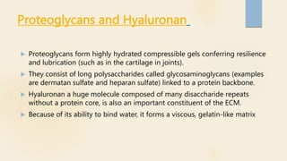 Proteoglycans and Hyaluronan
 Proteoglycans form highly hydrated compressible gels conferring resilience
and lubrication (such as in the cartilage in joints).
 They consist of long polysaccharides called glycosaminoglycans (examples
are dermatan sulfate and heparan sulfate) linked to a protein backbone.
 Hyaluronan a huge molecule composed of many disaccharide repeats
without a protein core, is also an important constituent of the ECM.
 Because of its ability to bind water, it forms a viscous, gelatin-like matrix
 