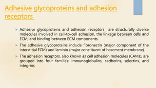 Adhesive glycoproteins and adhesion
receptors
 Adhesive glycoproteins and adhesion receptors are structurally diverse
molecules involved in cell-to-cell adhesion, the linkage between cells and
ECM, and binding between ECM components.
 The adhesive glycoproteins include fibronectin (major component of the
interstitial ECM) and laminin (major constituent of basement membrane).
 The adhesion receptors, also known as cell adhesion molecules (CAMs), are
grouped into four families: immunoglobulins, cadherins, selectins, and
integrins
 