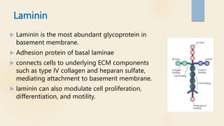 Laminin
 Laminin is the most abundant glycoprotein in
basement membrane.
 Adhesion protein of basal laminae
 connects cells to underlying ECM components
such as type IV collagen and heparan sulfate,
mediating attachment to basement membrane.
 laminin can also modulate cell proliferation,
differentiation, and motility.
 