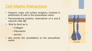 EXTRACELLULAR MATRIX AND ITS COMPONENTS | PPTX | Biological Sciences ...