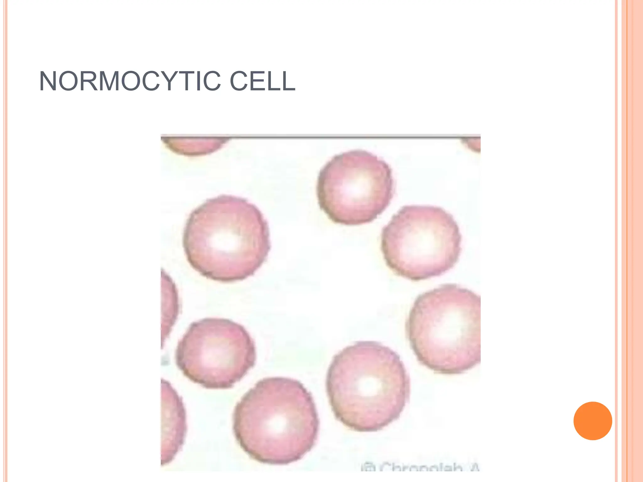 NORMOCYTIC CELL
 