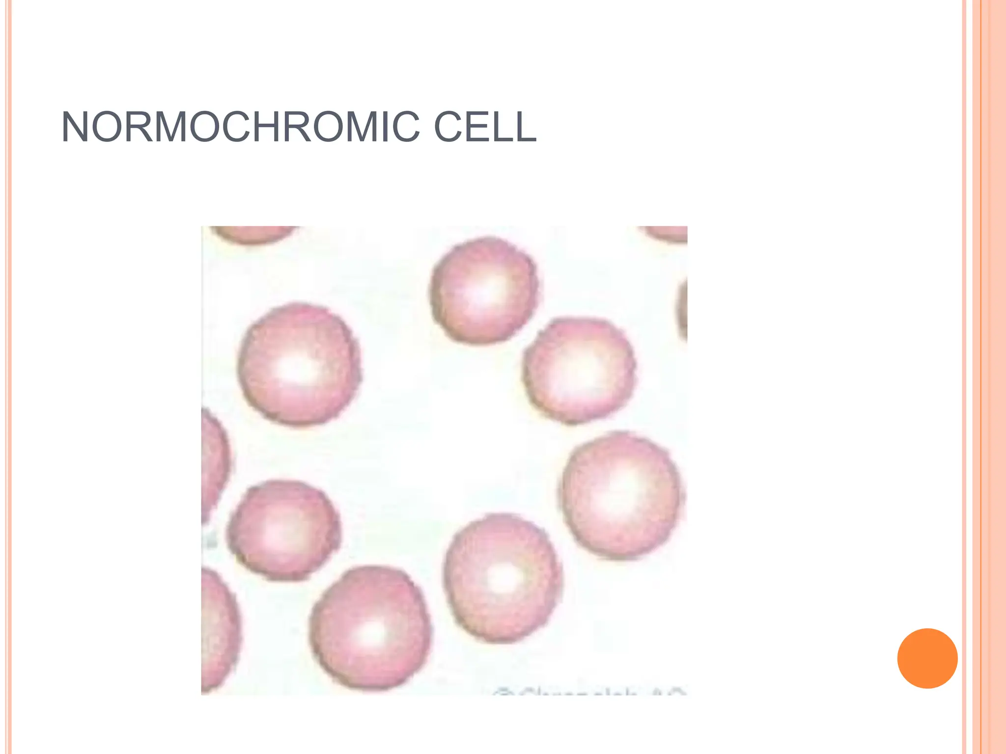 NORMOCHROMIC CELL
 