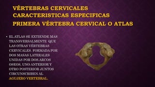VÉRTEBRAS CERVICALES
• EL ATLAS SE EXTIENDE MAS
TRANSVERSALMENTE QUE
LAS OTRAS VÉRTEBRAS
CERVICALES. FORMADA POR
DOS MASAS LATERALES
UNIDAS POR DOS.ARCOS
OSEOS, UNO ANTERIOR Y
OTRO POSTERIOR JUNTOS
CIRCUNSCRIBEN AL
AGUJERO VERTEBRAL.
CARACTERISTICAS ESPECIFICAS
PRIMERA VÉRTEBRA CERVICAL O ATLAS
 