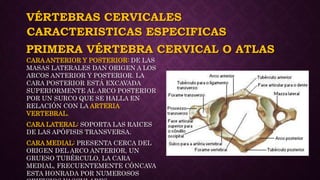VÉRTEBRAS CERVICALES
CARA ANTERIOR Y POSTERIOR: DE LAS
MASAS LATERALES DAN ORIGEN A LOS
ARCOS ANTERIOR Y POSTERIOR. LA
CARA POSTERIOR ESTÁ EXCAVADA
SUPERIORMENTE AL ARCO POSTERIOR
POR UN SURCO QUE SE HALLA EN
RELACIÓN CON LA ARTERIA
VERTEBRAL.
CARA LATERAL: SOPORTA LAS RAICES
DE LAS APÓFISIS TRANSVERSA.
CARA MEDIAL: PRESENTA CERCA DEL
ORIGEN DEL ARCO ANTERIOR, UN
GRUESO TUBÉRCULO, LA CARA
MEDIAL, FRECUENTEMENTE CÓNCAVA
ESTA HONRADA POR NUMEROSOS
CARACTERISTICAS ESPECIFICAS
PRIMERA VÉRTEBRA CERVICAL O ATLAS
 
