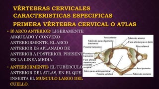 VÉRTEBRAS CERVICALES
• B) ARCO ANTERIOR: LIGERAMENTE
ARQUEADO Y CONVEXO
ANTERIORMENTE, EL ARCO
ANTERIOR ES APLANADO DE
ANTERIOR A POSTERIOR. PRESENTA
EN LA LINEA MEDIA.
• ANTERIORMENTE: EL TUBÉRCULO
ANTERIOR DEL ATLAS, EN EL QUE SE
INSERTA EL MUSCULO LARGO DEL
CUELLO.
CARACTERISTICAS ESPECIFICAS
PRIMERA VÉRTEBRA CERVICAL O ATLAS
 