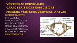 VÉRTEBRAS CERVICALES
• POSTERIORMENTE:
UNA CARILLA
ARTICULAR CÓNCAVA,
ELIPTICA Y DE EJE
MAYOR TRANSVERSAL
O RARA VEZ VERTICAL,
SE ARTICULA CON EL
DIENTE DEL AXIS.
CARACTERISTICAS ESPECIFICAS
PRIMERA VÉRTEBRA CERVICAL O ATLAS
 