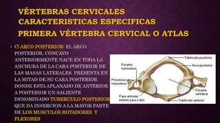 VÉRTEBRAS CERVICALES
• C) ARCO POSTERIOR: EL ARCO
POSTERIOR, CÓNCAVO
ANTERIORMENTE NACE EN TODA LA
ANCHURA DE LA CARA POSTERIOR DE
LAS MASAS LATERALES. PRESENTA EN
LA MITAD DE SU CARA POSTERIOR
DONDE ESTA APLANADO DE ANTERIOR
A POSTERIOR UN SALIENTE
DENOMINADO TUBERCULO POSTERIOR
QUE DA INSERCION A LA MAYOR PARTE
DE LOS MUSCULOS ROTADORES Y
FLEXORES
CARACTERISTICAS ESPECIFICAS
PRIMERA VÉRTEBRA CERVICAL O ATLAS
 
