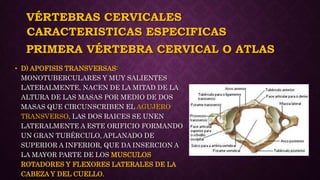 VÉRTEBRAS CERVICALES
• D) APOFISIS TRANSVERSAS:
MONOTUBERCULARES Y MUY SALIENTES
LATERALMENTE, NACEN DE LA MITAD DE LA
ALTURA DE LAS MASAS POR MEDIO DE DOS
MASAS QUE CIRCUNSCRIBEN EL AGUJERO
TRANSVERSO, LAS DOS RAICES SE UNEN
LATERALMENTE A ESTE ORIFICIO FORMANDO
UN GRAN TUBÉRCULO, APLANADO DE
SUPERIOR A INFERIOR, QUE DA INSERCION A
LA MAYOR PARTE DE LOS MUSCULOS
ROTADORES Y FLEXORES LATERALES DE LA
CABEZA Y DEL CUELLO.
CARACTERISTICAS ESPECIFICAS
PRIMERA VÉRTEBRA CERVICAL O ATLAS
 