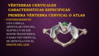 VÉRTEBRAS CERVICALES
• POSTERIORMENTE:
UNA CARILLA
ARTICULAR CÓNCAVA,
ELIPTICA Y DE EJE
MAYOR TRANSVERSAL
O RARA VEZ VERTICAL,
SE ARTICULA CON EL
DIENTE DEL AXIS.
CARACTERISTICAS ESPECIFICAS
PRIMERA VÉRTEBRA CERVICAL O ATLAS
 