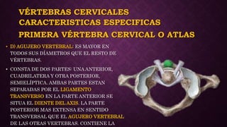 VÉRTEBRAS CERVICALES
• D) AGUJERO VERTEBRAL: ES MAYOR EN
TODOS SUS DÍAMETROS QUE EL RESTO DE
VÉRTEBRAS.
• CONSTA DE DOS PARTES: UNA ANTERIOR,
CUADRILATERA Y OTRA POSTERIOR,
SEMIELÍPTICA. AMBAS PARTES ESTAN
SEPARADAS POR EL LIGAMENTO
TRANSVERSO EN LA PARTE ANTERIOR SE
SITUA EL DIENTE DEL AXIS. LA PARTE
POSTERIOR MAS EXTENSA EN SENTIDO
TRANSVERSAL QUE EL AGUJERO VERTEBRAL
DE LAS OTRAS VERTEBRAS. CONTIENE LA
CARACTERISTICAS ESPECIFICAS
PRIMERA VÉRTEBRA CERVICAL O ATLAS
 
