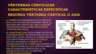 VÉRTEBRAS CERVICALES
• A) CUERPO: SUPERIORMENTE AL CUERPO SE
SITUA UN VOLUMINOSO SALIENTE VERTICAL
DENOMINADO DIENTE DEL AXIS O APOFISIS
ODONTOIDES ARTICULADO CON EL ARCO
ANTERIOR DEL ATLAS.
• EL DIENTE DEL AXIS TIENE FORMA DE PIVOTE
CILINDROCÓNICO. SE DISTINGUEN EN EL UNA
BASE MUY ANCHA, FIJADA AL CUERPO DEL AXIS;
UNA PARTE ESTRANGULADA, EL CUELLO
SITUADA SUPERIOR A LA BASE Y UN
ENGROSAMIENTO EL CUERPO QUE TERMINA EN
UN VÉRTICE ROMO EL CUAL ESTA RECUBIERTO
POR RUGOSIDADES DESTINADAS A LAS
INSERCIONES DE LOS LIGAMENTOS
OCCIPITOODONTOIDEOS.
CARACTERISTICAS ESPECIFICAS
SEGUNDA VÉRTEBRA CERVICAL O AXIS
 