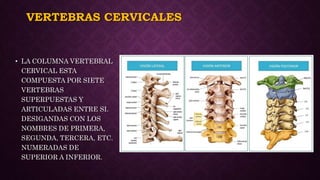 VERTEBRAS CERVICALES
• LA COLUMNA VERTEBRAL
CERVICAL ESTA
COMPUESTA POR SIETE
VERTEBRAS
SUPERPUESTAS Y
ARTICULADAS ENTRE SI.
DESIGANDAS CON LOS
NOMBRES DE PRIMERA,
SEGUNDA, TERCERA, ETC.
NUMERADAS DE
SUPERIOR A INFERIOR.
 