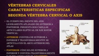 VÉRTEBRAS CERVICALES
• EL CUERPO DEL DIENTE DEL AXIS,
LIGERAMENTE APLANADO DE ANTERIOR A
POSTERIOR, PRESENTA DOS CARILLAS
ARTICULARES ELIPTICAS, DE EJE MAYOR
VERTICAL:
• ANTERIOR: CONVEXA DE SUPERIOR A
INFERIOR Y TRANSVERSALMENTEY SE
ARTICULA CON EL ARCO ANTERIOR DEL
ATLAS
• POSTERIOR: CÓNCAVA DE SUPERIOR A
INFERIOR Y CONVEXA TRANSVERSALMENTE
CARACTERISTICAS ESPECIFICAS
SEGUNDA VÉRTEBRA CERVICAL O AXIS
 