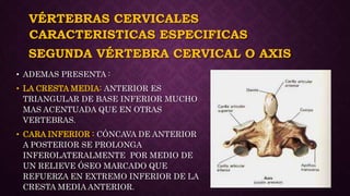 VÉRTEBRAS CERVICALES
• ADEMAS PRESENTA :
• LA CRESTA MEDIA: ANTERIOR ES
TRIANGULAR DE BASE INFERIOR MUCHO
MAS ACENTUADA QUE EN OTRAS
VERTEBRAS.
• CARA INFERIOR : CÓNCAVA DE ANTERIOR
A POSTERIOR SE PROLONGA
INFEROLATERALMENTE POR MEDIO DE
UN RELIEVE ÓSEO MARCADO QUE
REFUERZA EN EXTREMO INFERIOR DE LA
CRESTA MEDIA ANTERIOR.
CARACTERISTICAS ESPECIFICAS
SEGUNDA VÉRTEBRA CERVICAL O AXIS
 