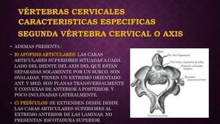 VÉRTEBRAS CERVICALES
• ADEMAS PRESENTA :
• B) APÓFISIS ARTICULARES: LAS CARAS
ARTICULARES SUPERIORES SITUADAS A CADA
LADO DEL DIENTE DEL AXIS DEL QUE ESTAN
SEPARADAS SOLAMENTE POR UN SURCO. SON
OVALADAS, TIENEN UN EXTREMO ORIENTADO
ANT. Y MED. SON PLANAS TRANSVERSALMENTE
Y CONVEXAS DE ANTERIOR A POSTERIOR. Y
POCO INCLINADAS LATERALMENTE.
• C) PEDÍCULOS: SE EXTIENDEN DESDE DESDE
LAS CARAS ARTICULARES SUPERIORES AL
EXTREMO ANTERIOR DE LAS LAMINAS, NO
PRESENTAN ESCOTADURA SUPERIOR.
CARACTERISTICAS ESPECIFICAS
SEGUNDA VÉRTEBRA CERVICAL O AXIS
 