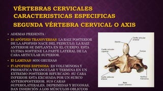 VÉRTEBRAS CERVICALES
• ADEMAS PRESENTA :
• D) APÓFISIS TRANSVERSAS: LA RAIZ POSTERIOR
DE LA APOFISIS NACE DEL PEDICULO, LA RAIZ
ANTERIOR SE IMPLANTA EN EL CUERPO. ESTA
ULTIMA SOSTIENE LA PARTE LATERAL DE LA
CARA ARTICULAR SUPERIOR.
• E) LAMINAS: SON GRUESAS
• F) APOFISIS ESPINOSA: ES VOLUMINOSA Y
PRISMATICA TRIANGULAR Y TERMINA EN UN
EXTREMO POSTERIOR BIFURCADO. SU CARA
INFERIOR ESTA EXCAVADA POR UN SURCO
ANTEROPOSTERIOR. SUS CARAS
SUPEROLATERALES, DEPRIMIDAS Y RUGOSAS,
DAN INSERCIÓN A LOS MÚSCULOS OBLICUOS
CARACTERISTICAS ESPECIFICAS
SEGUNDA VÉRTEBRA CERVICAL O AXIS
 