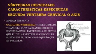 VÉRTEBRAS CERVICALES
• ADEMAS PRESENTA :
• G) AGUJERO VERTEBRAL: TIENE FORMA DE
TRIANGULO CUYA BASE ANTERIOR ESTA
ESCOTADA EN SU PARTE MEDIA. ES MAYOR
QUE EL DE LAS VÉRTEBRAS CERVICALES
SUBYACENTES, PERO MAS PEQUEÑO QUE
EL DEL ATLAS.
CARACTERISTICAS ESPECIFICAS
SEGUNDA VÉRTEBRA CERVICAL O AXIS
 