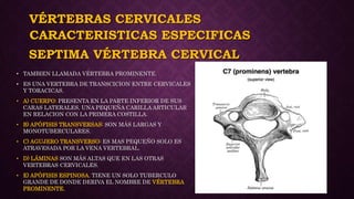 VÉRTEBRAS CERVICALES
• TAMBIEN LLAMADA VÉRTEBRA PROMINENTE.
• ES UNA VERTEBRA DE TRANSCICION ENTRE CERVICALES
Y TORACICAS.
• A) CUERPO: PRESENTA EN LA PARTE INFERIOR DE SUS
CARAS LATERALES, UNA PEQUEÑA CARILLA ARTICULAR
EN RELACION CON LA PRIMERA COSTILLA.
• B) APÓFISIS TRANSVERSAS: SON MÁS LARGAS Y
MONOTUBERCULARES.
• C) AGUJERO TRANSVERSO: ES MAS PEQUEÑO SOLO ES
ATRAVESADA POR LA VENA VERTEBRAL.
• D) LÁMINAS SON MÁS ALTAS QUE EN LAS OTRAS
VERTEBRAS CERVICALES.
• E) APÓFISIS ESPINOSA. TIENE UN SOLO TUBERCULO
GRANDE DE DONDE DERIVA EL NOMBRE DE VÉRTEBRA
PROMINENTE.
CARACTERISTICAS ESPECIFICAS
SEPTIMA VÉRTEBRA CERVICAL
 
